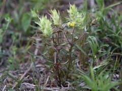 Melampyrum barbatum