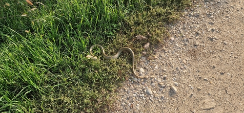Aesculapian Snake