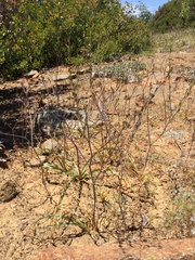 Chlorogalum grandiflorum