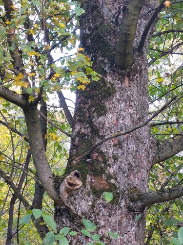 field maple
