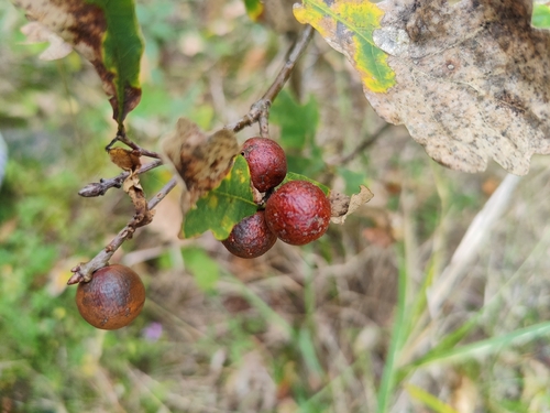 Oak Marble Gall Wasp