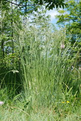 Festuca rupicola