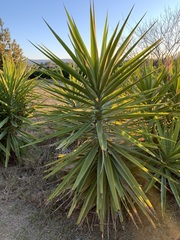 Yucca