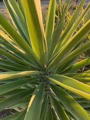 Yucca