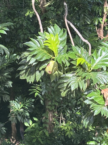Artocarpus altilis observed 2026-10-18
