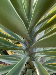 Yucca