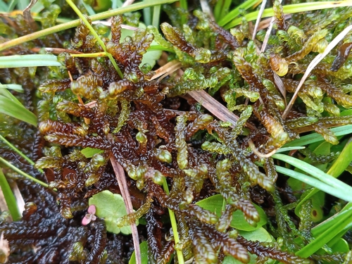 Scorpidium cossonii observed 2026-10-15