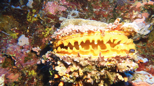 Spondylus varius observed 2026-09-29