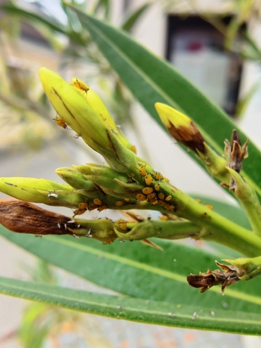 Oleander Aphid