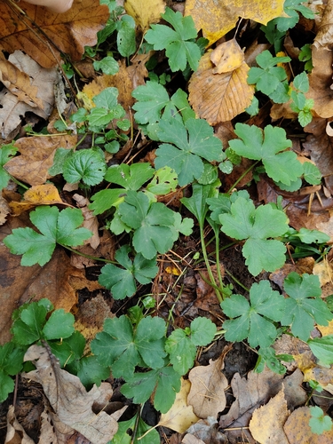 Sanicula europaea observed 2026-10-18