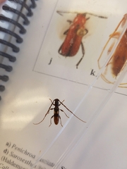 Heterachthes quadrimaculatus