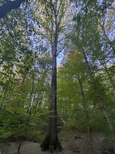 northern red oak