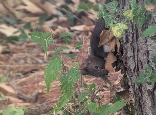 Eurasian Red Squirrel