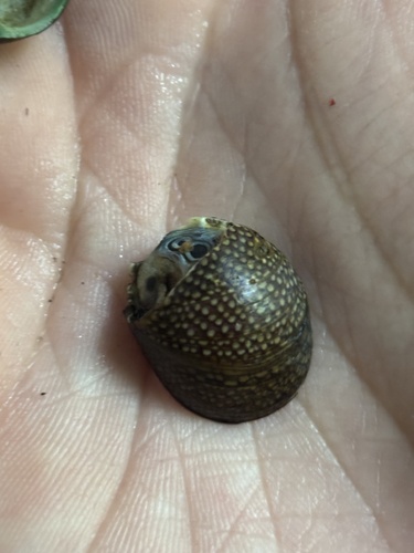 Neritina observed 2026-10-18