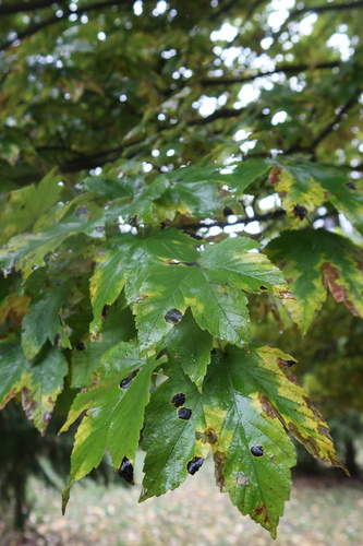 sycamore maple