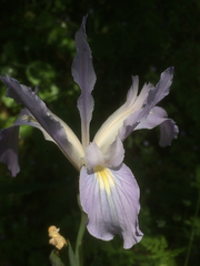 Iris munzii