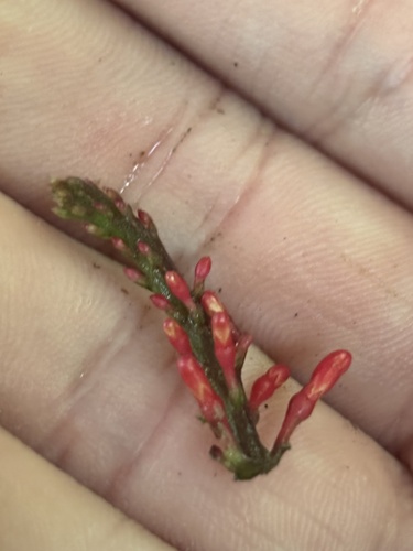 Odontonema cuspidatum observed 2026-10-18