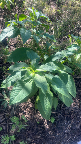 Phytolacca icosandra observed 2026-10-18