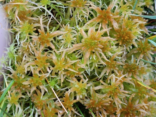 Sphagnum fallax observed 2026-10-15