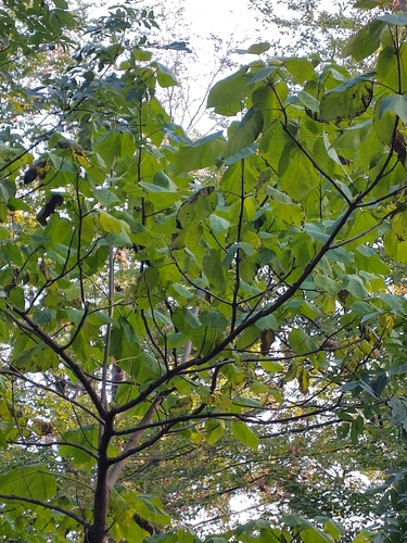 princess tree