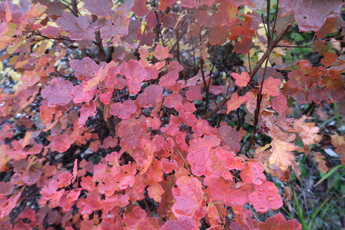 Italian maple