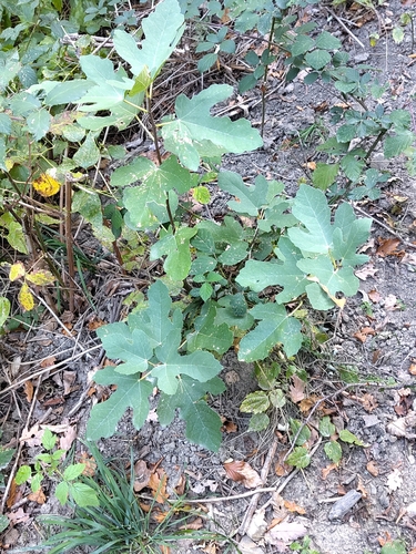 common fig
