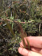 Elymus multisetus