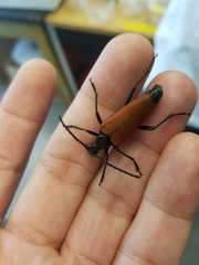 Stenelytrana emarginata