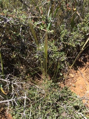 Elymus multisetus