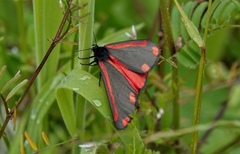 Tyria jacobaeae