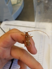 Eburia quadrigeminata