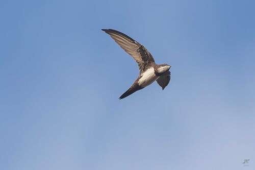 iNaturalist image