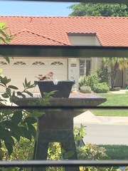 Haemorhous mexicanus