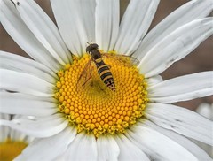 Sphaerophoria