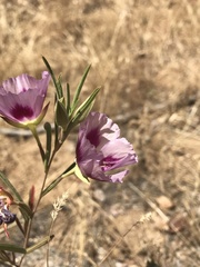 Clarkia speciosa polyantha