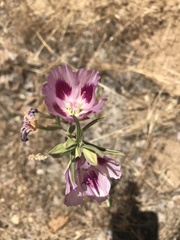 Clarkia speciosa polyantha