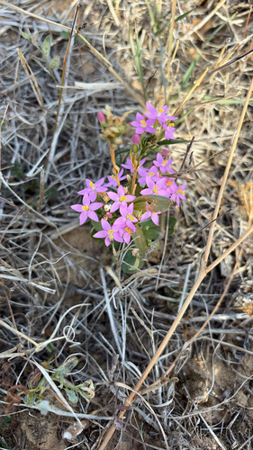 Centaurium erythraea observed 2026-10-18