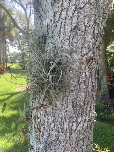 Tillandsia recurvata