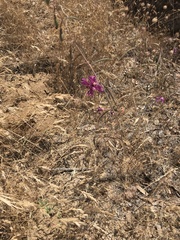Clarkia xantiana