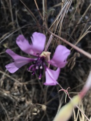 Clarkia xantiana