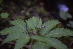 Cardamine glanduligera