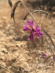 Clarkia xantiana