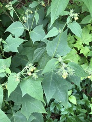 Smallanthus uvedalia