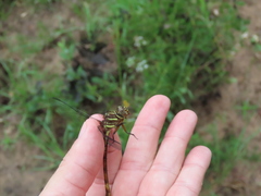 Aphylla angustifolia