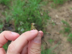 Aphylla angustifolia