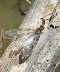 Chauliodes
