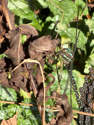 Shadow Darner