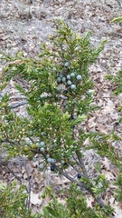 Juniperus communis depressa