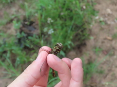 Aphylla angustifolia