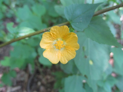 Image of Anoda lanceolata by (c) Alexis López Hernández, some rights reserved (CC BY)
